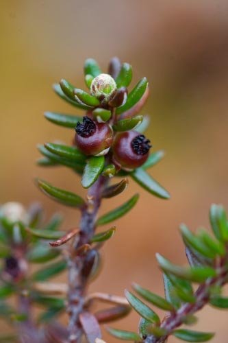 Crowberry