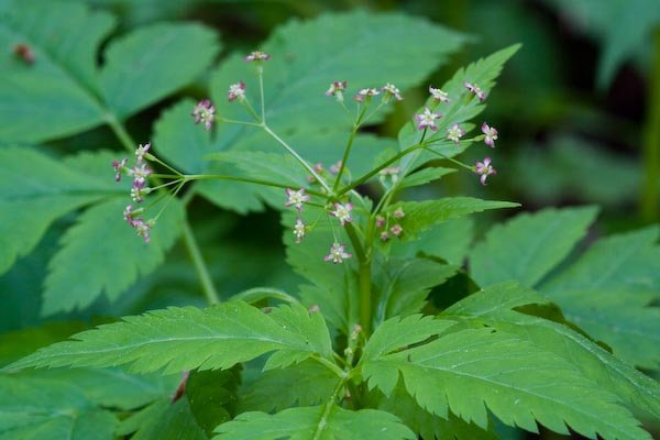 Purple Sweet-cicely