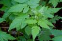 Purple Sweet-cicely