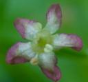 Purple Sweet-cicely Flower