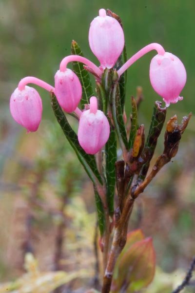 Bog Rosemary