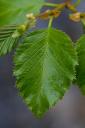 Sitka Alder Leaf