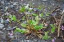 Siberian Miner’s Lettuce