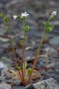 White Siberian Miner’s Lettuce