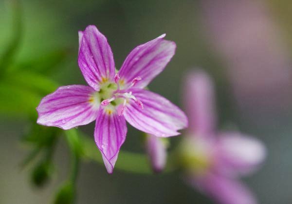 Claytonia Flower