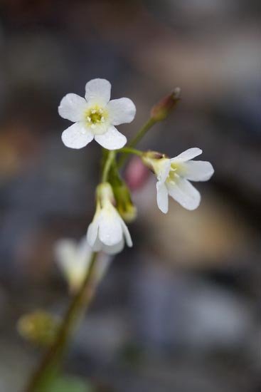 Sitka Mist-maiden Flowers