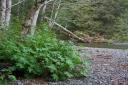 Stink Currant in Habitat