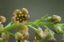 Stink Currant Flowers