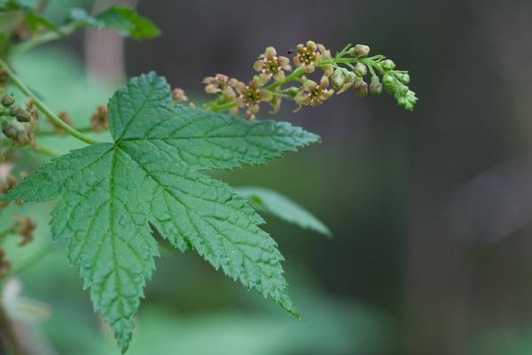 Stink Currant