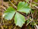 Three-leaf Goldthread Leaf