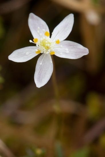 Three-leaf Goldthread Flower