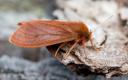 Brown Tiger Moth