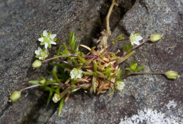 Beach Pearlwort