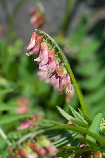 Giant Vetch