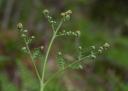 Bracken Fern