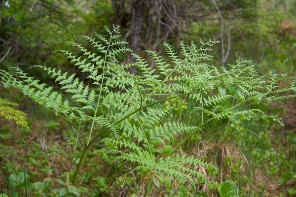 Bracken Fern