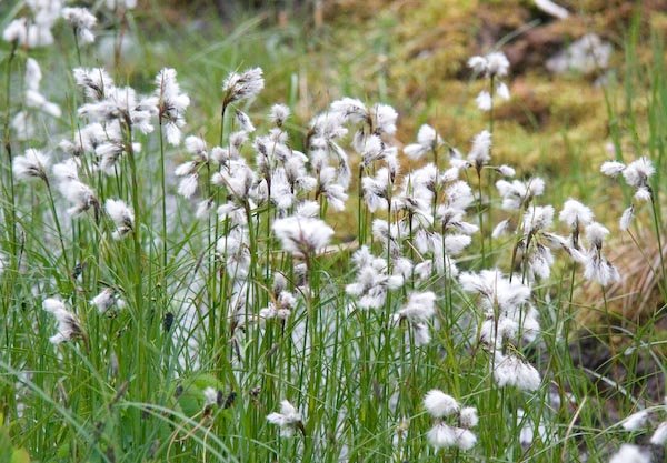 Cotton Grass