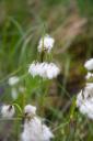 Cotton Grass