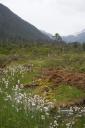 Cotton Grass