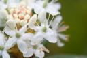 Labrador Tea