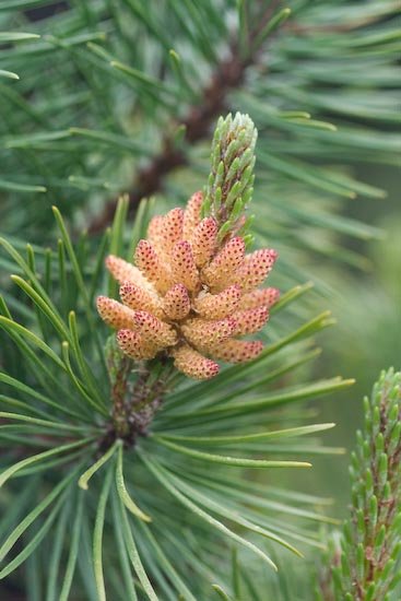 Shore Pine Pollen Cones