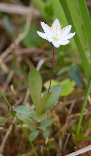 Northern Star Flower