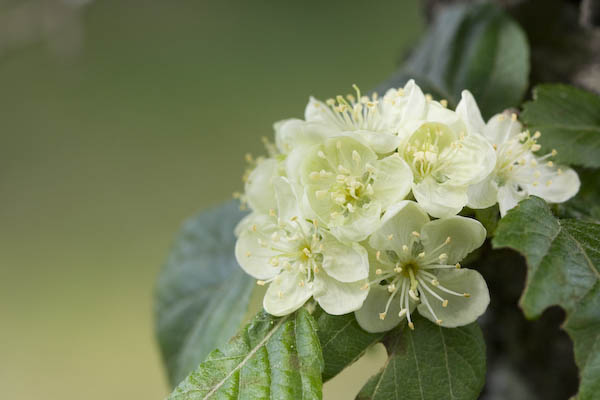 Pacific Crabapple Flowers