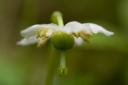 Shy Maiden — Moneses uniflora