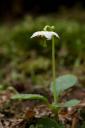 Shy Maiden — Moneses uniflora