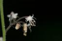 Foamflower - Tiarella trifoliata