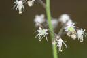 Foamflower - Tiarella trifoliata
