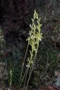 Coralroot Orchid - Corallorhiza mertensiana