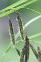 Sedge - Carex sp.