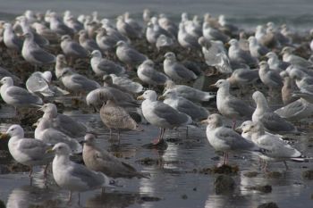 Gulls