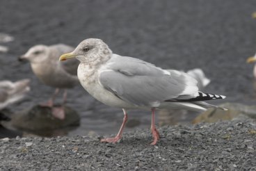 Thayer's Gull