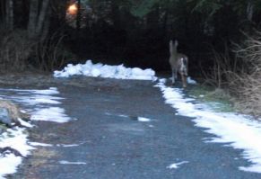 Sitka Blacktail Deer