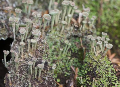 Cladonia Pixie cup lichen