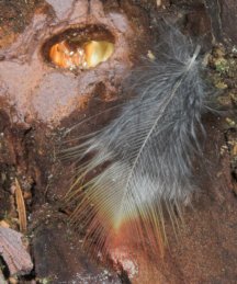 Red-breasted Sapsucker Feather