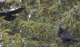 Crow Attacks Raven