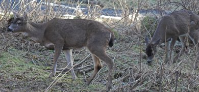 Sitka Blacktail Deer