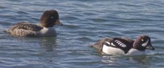 Barrow's Goldeneye