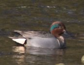 Green-winged Teal