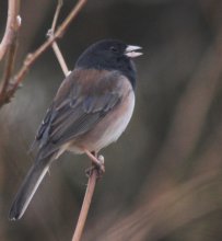 Singing Dark-eyed Junco