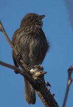 Singing Song Sparrow