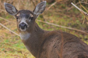 Sitka Blacktail Deer