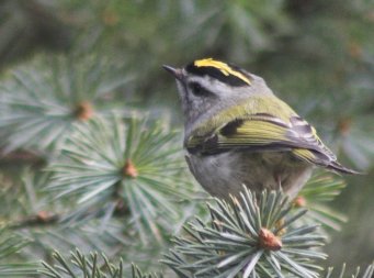 Golden-crowned Kinglet