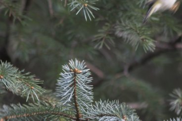 Just Missed a Golden-crowned Kinglet