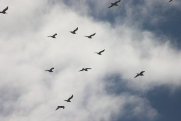 Flying Gulls