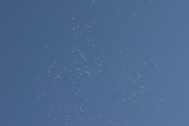 Gulls