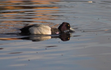 Lesser Scaup Feeding